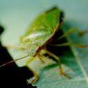 カメムシを生で食べてみた!!　食感はメントス、味は…？　～ハードル高めの昆虫食～