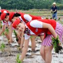 泥まみれのナマ足に大興奮！　中国・スッチーの卵たちが毎年恒例の稲刈り