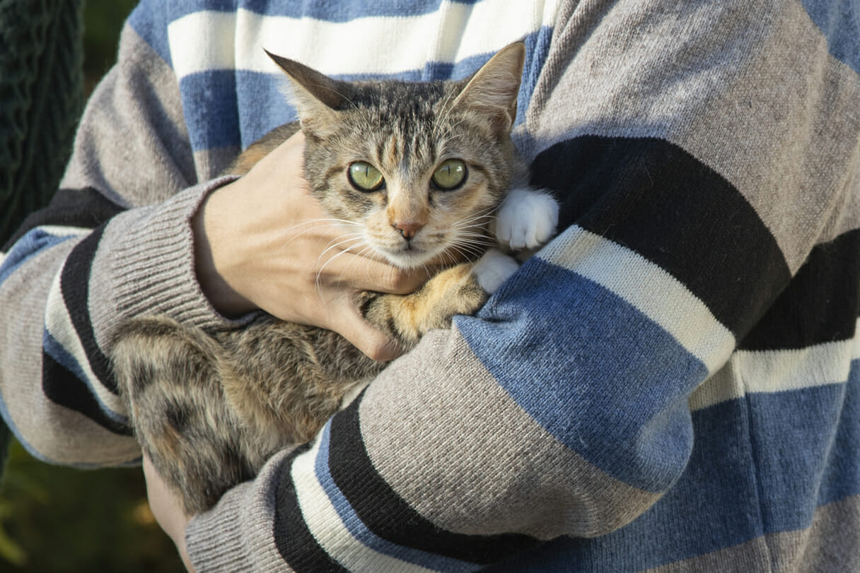 古川雄輝 細田佳央太らイケメンと猫の 何も変わらない 日常 劇場版 ねこ物件 日刊サイゾー